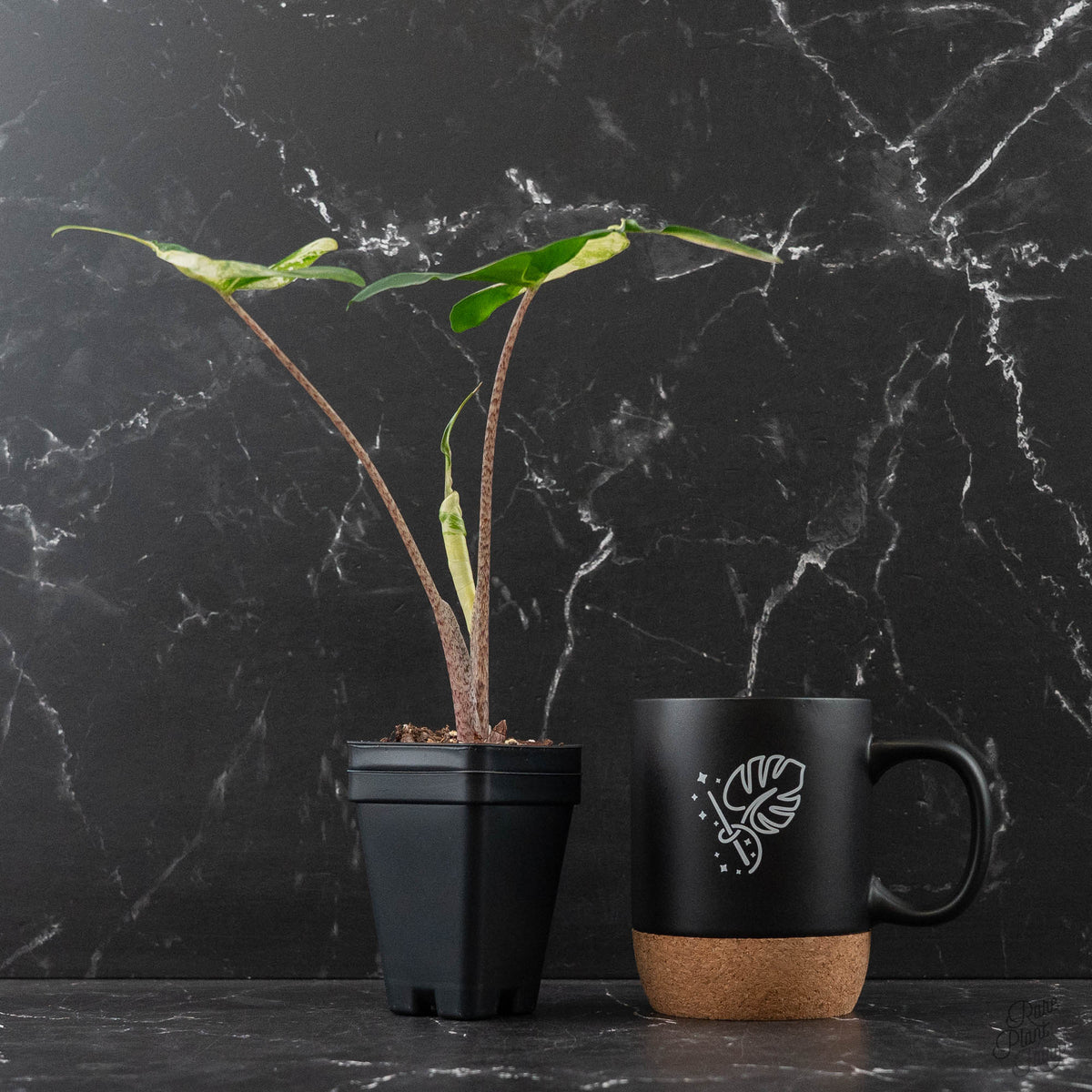 Alocasia Macrorrhiza 'Stingray' Albo Variegated Houseplant