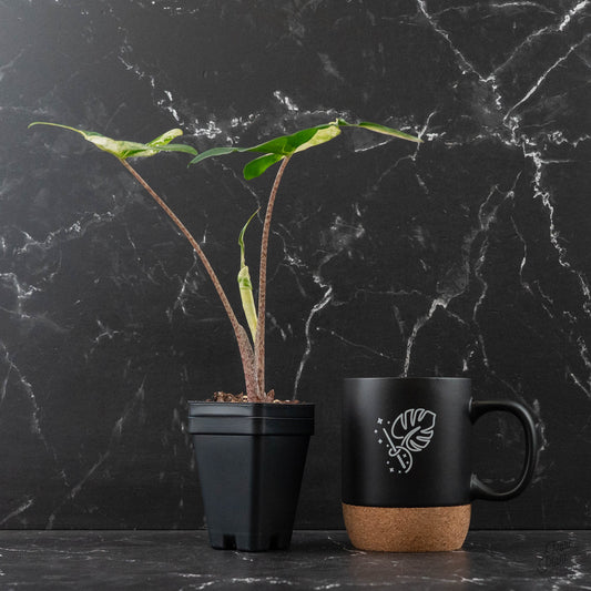 Alocasia Macrorrhiza 'Stingray' Albo Variegated Houseplant