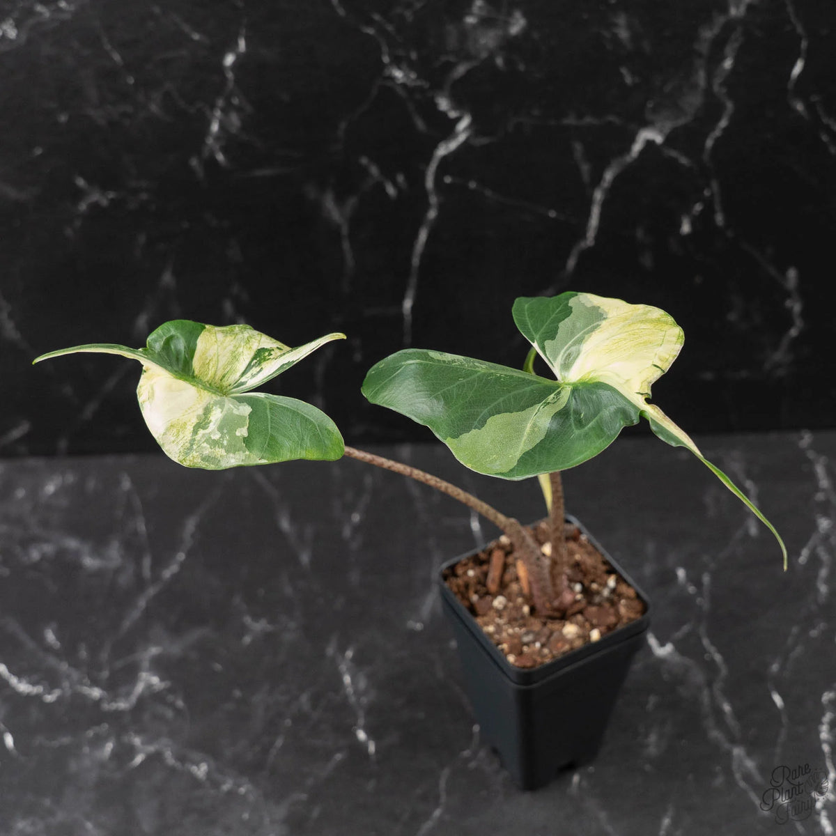Alocasia Macrorrhiza 'Stingray' Albo Variegated Houseplant