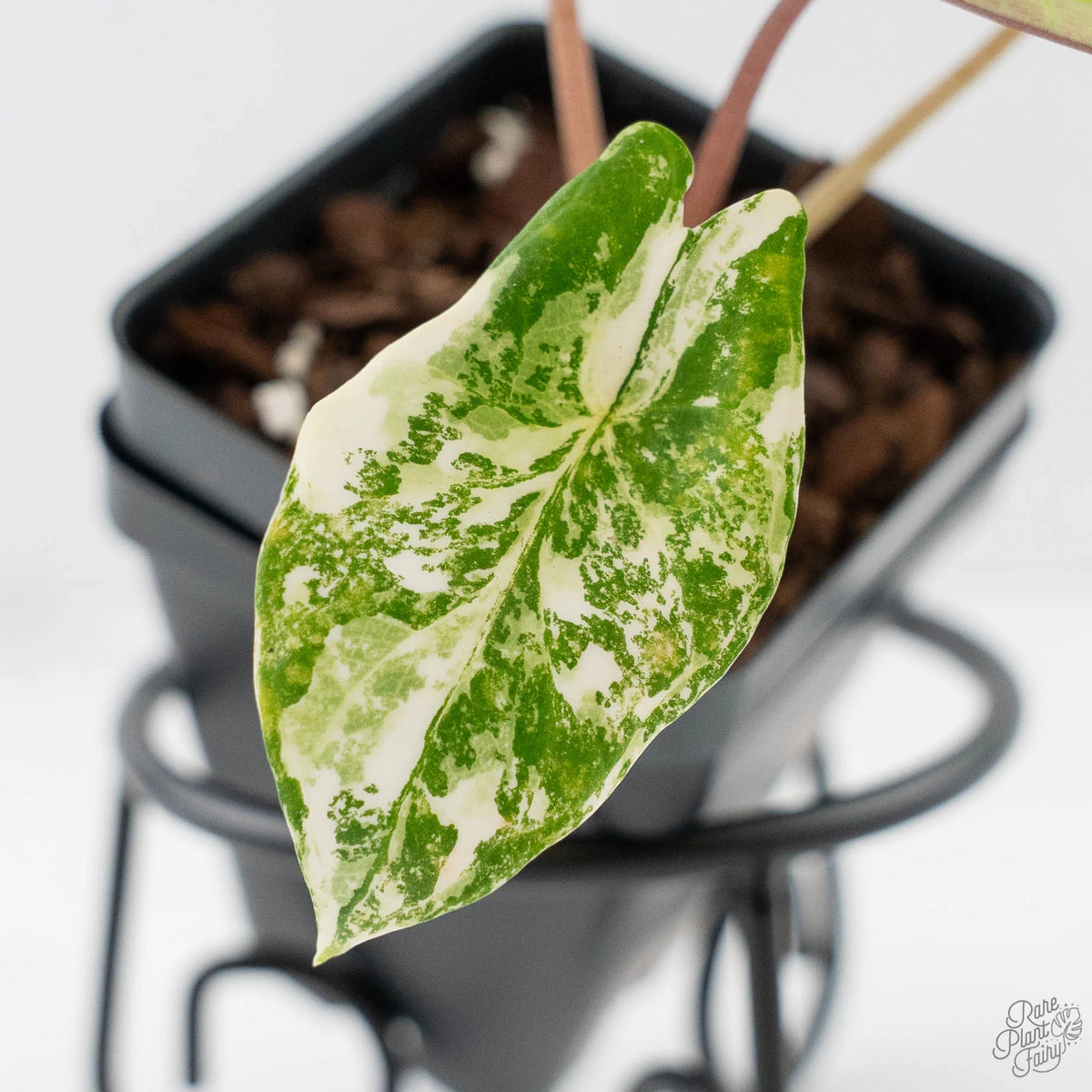 Alocasia 'Scalprum' Aurea Variegated Live Plant, Green and Yellow Foliage