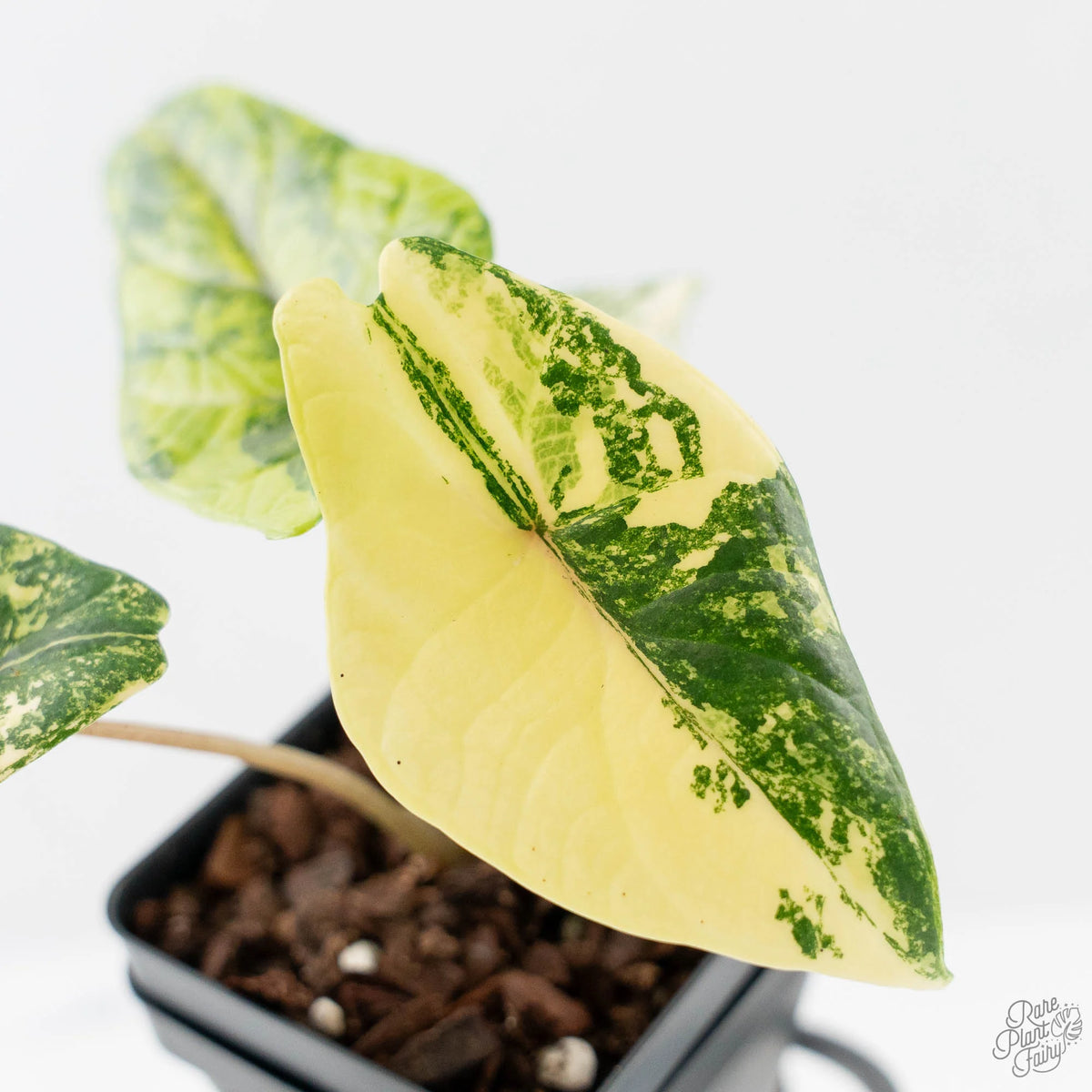 Alocasia 'Scalprum' Aurea Variegated Live Plant, Green and Yellow Foliage