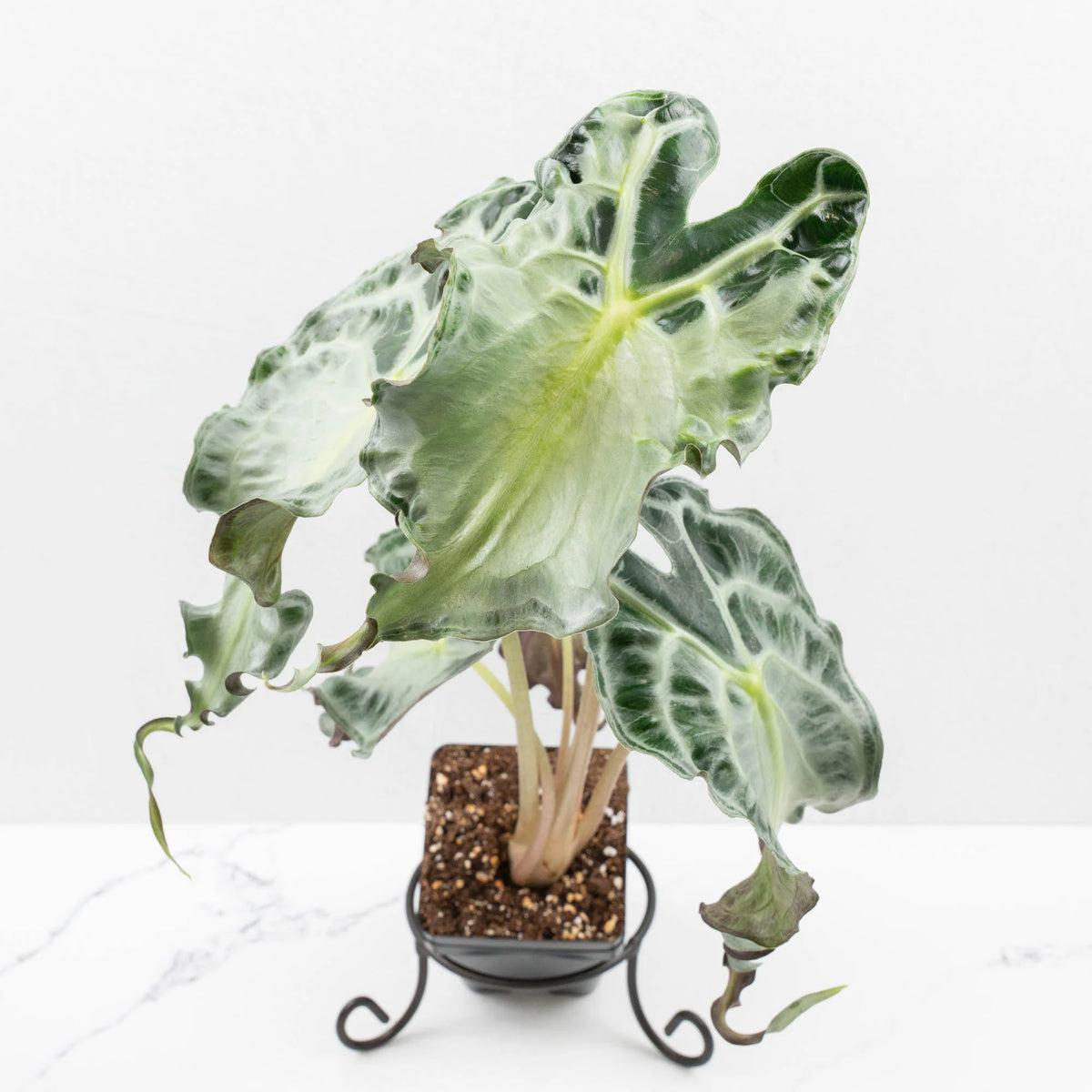 Alocasia 'Venom' Cultivated Rare Foliage Plant