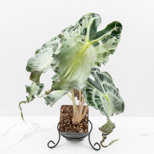 Alocasia 'Venom' Cultivated Rare Foliage Plant