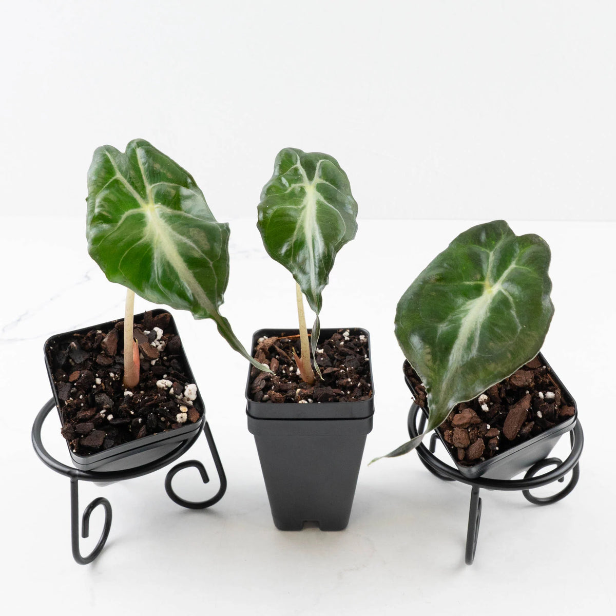 Alocasia 'Venom' Cultivated Rare Foliage Plant