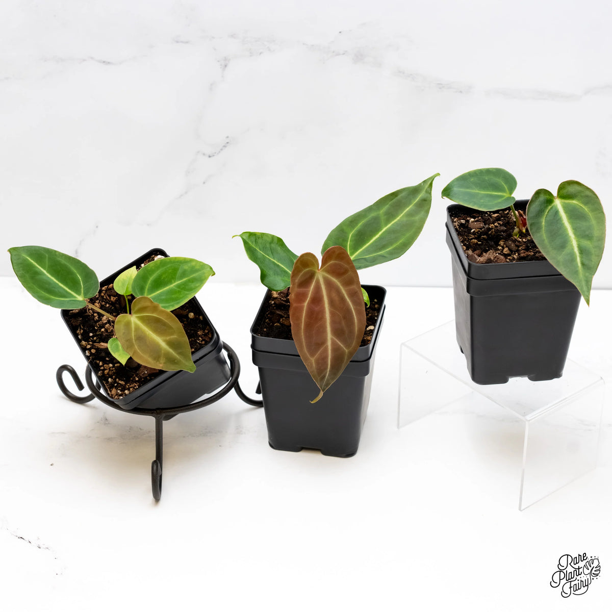 Anthurium Magnificum Colombian Aroid with Large Heart-Shaped Leaves