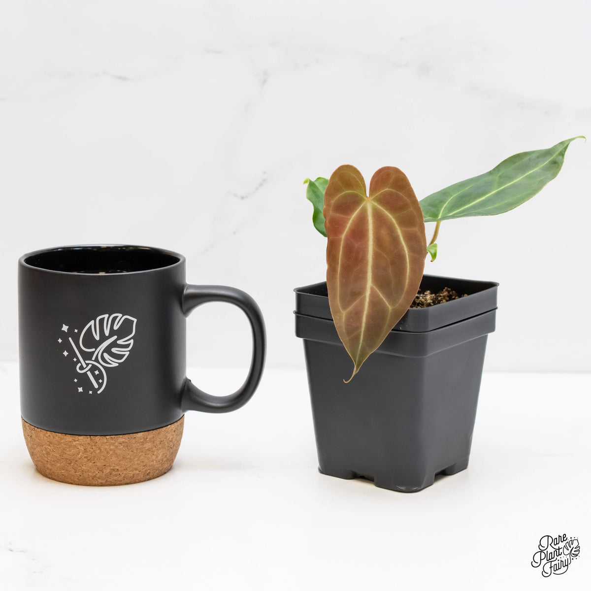Anthurium Magnificum Colombian Aroid with Large Heart-Shaped Leaves