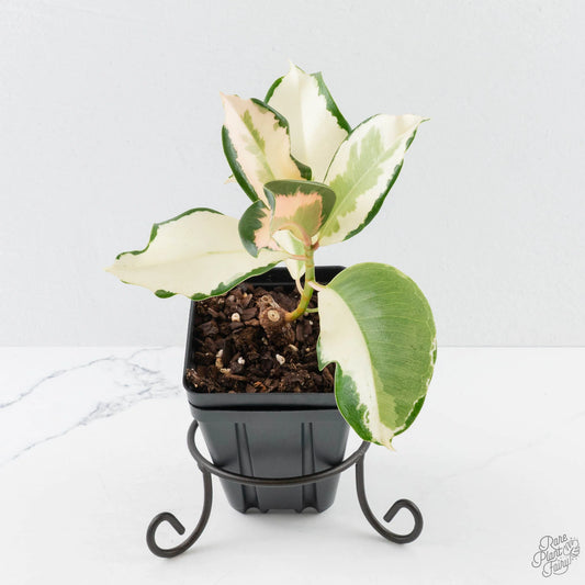 Ficus Elastica cv. 'Asahi' Rubber Plant