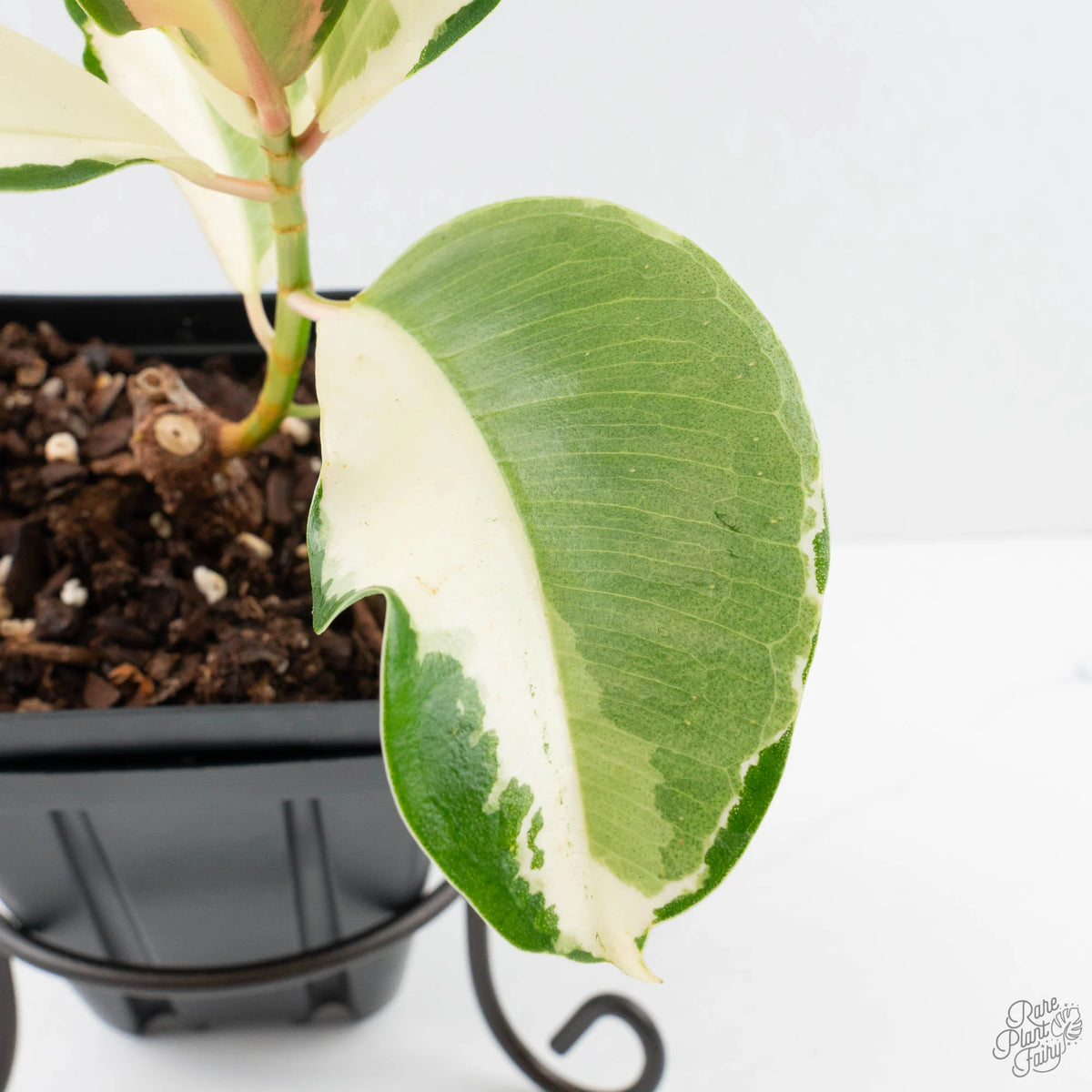 Ficus Elastica cv. 'Asahi' Rubber Plant