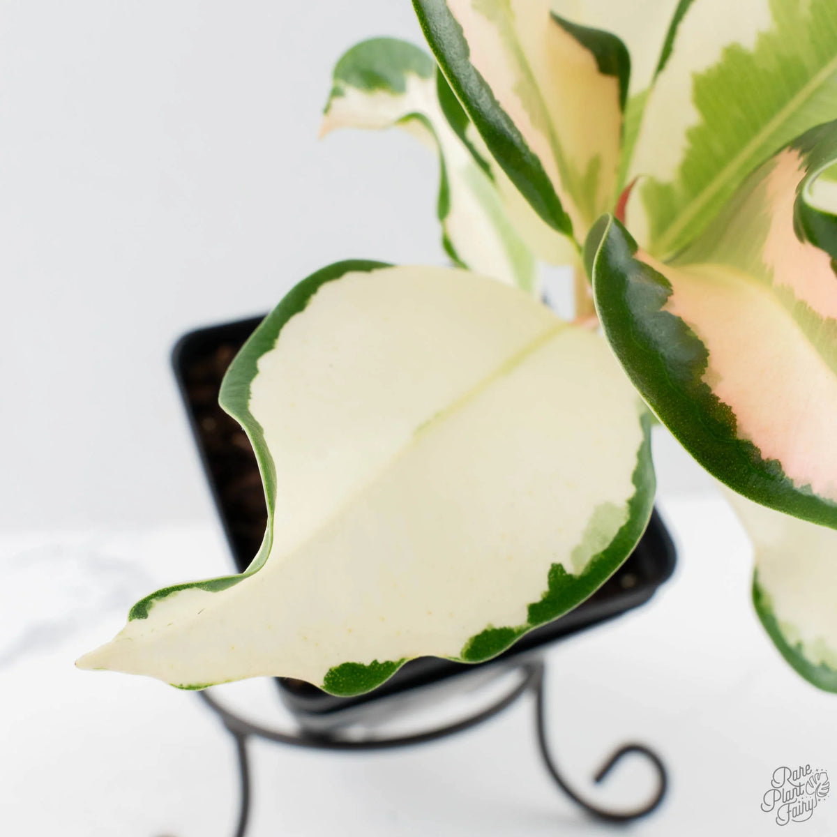 Ficus Elastica cv. 'Asahi' Rubber Plant
