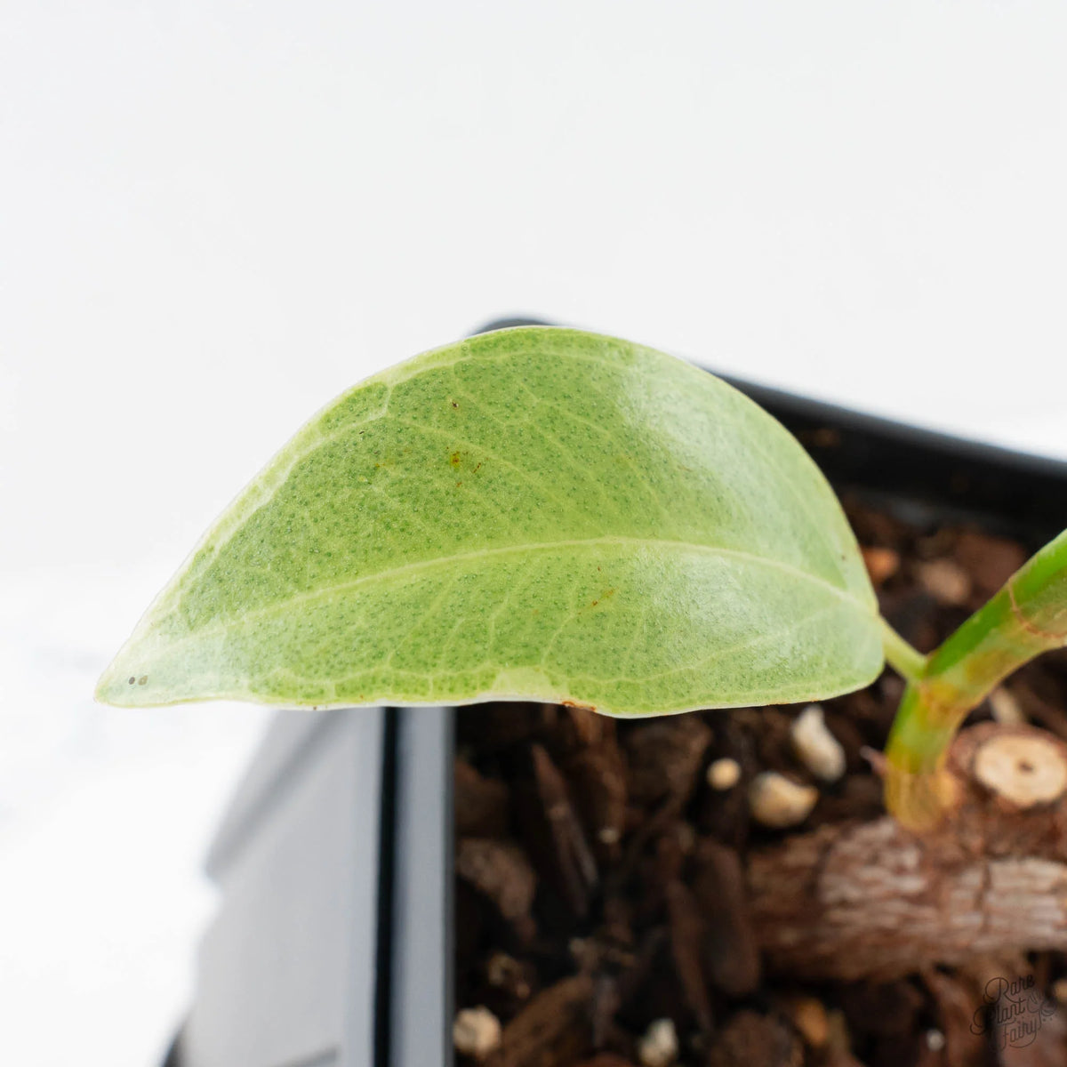 Ficus Elastica cv. 'Asahi' Rubber Plant