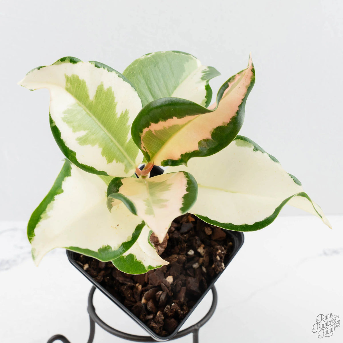 Ficus Elastica cv. 'Asahi' Rubber Plant