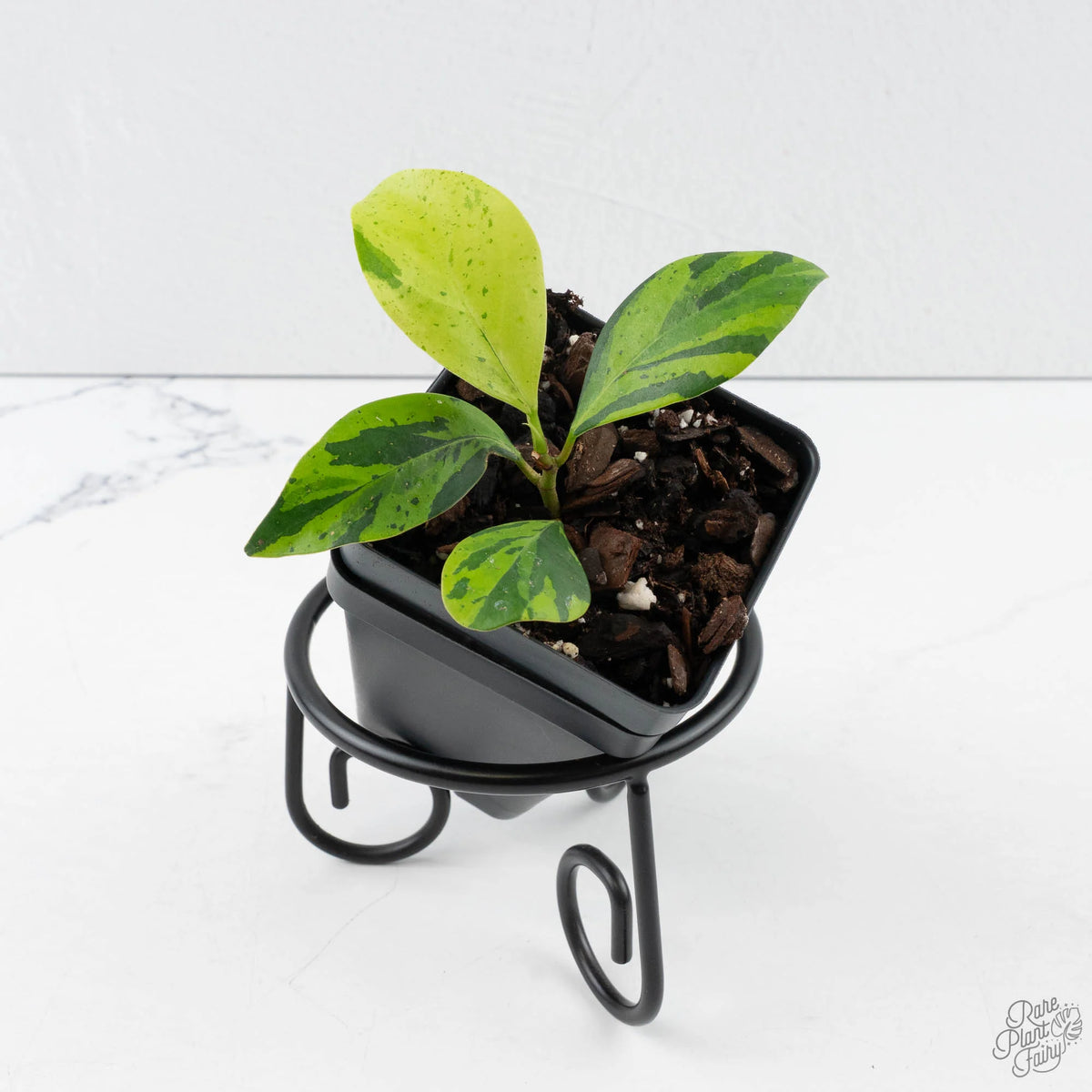 Ficus 'Electrolyte' variegated houseplant in starter pot