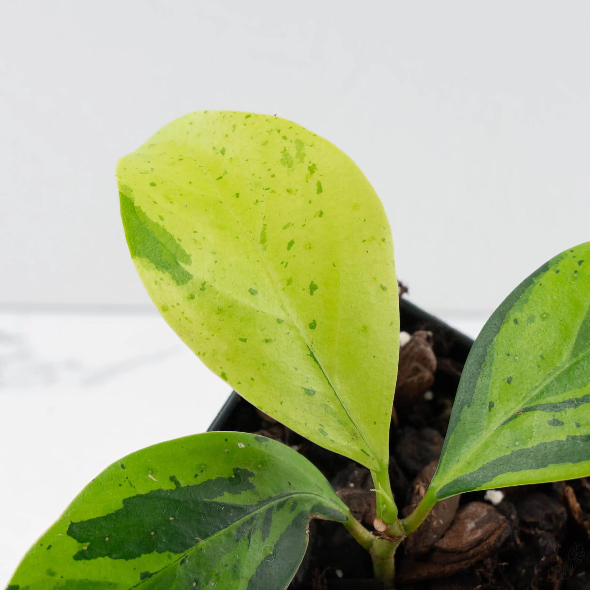 Ficus 'Electrolyte' Variegated Houseplant