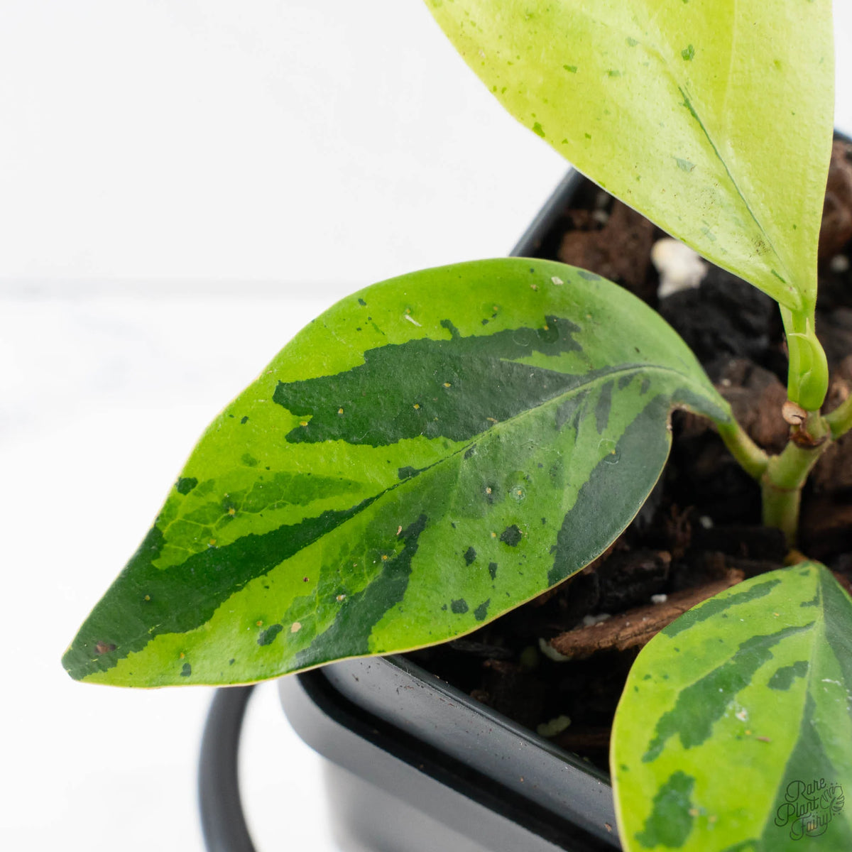 Ficus 'Electrolyte' Variegated Houseplant