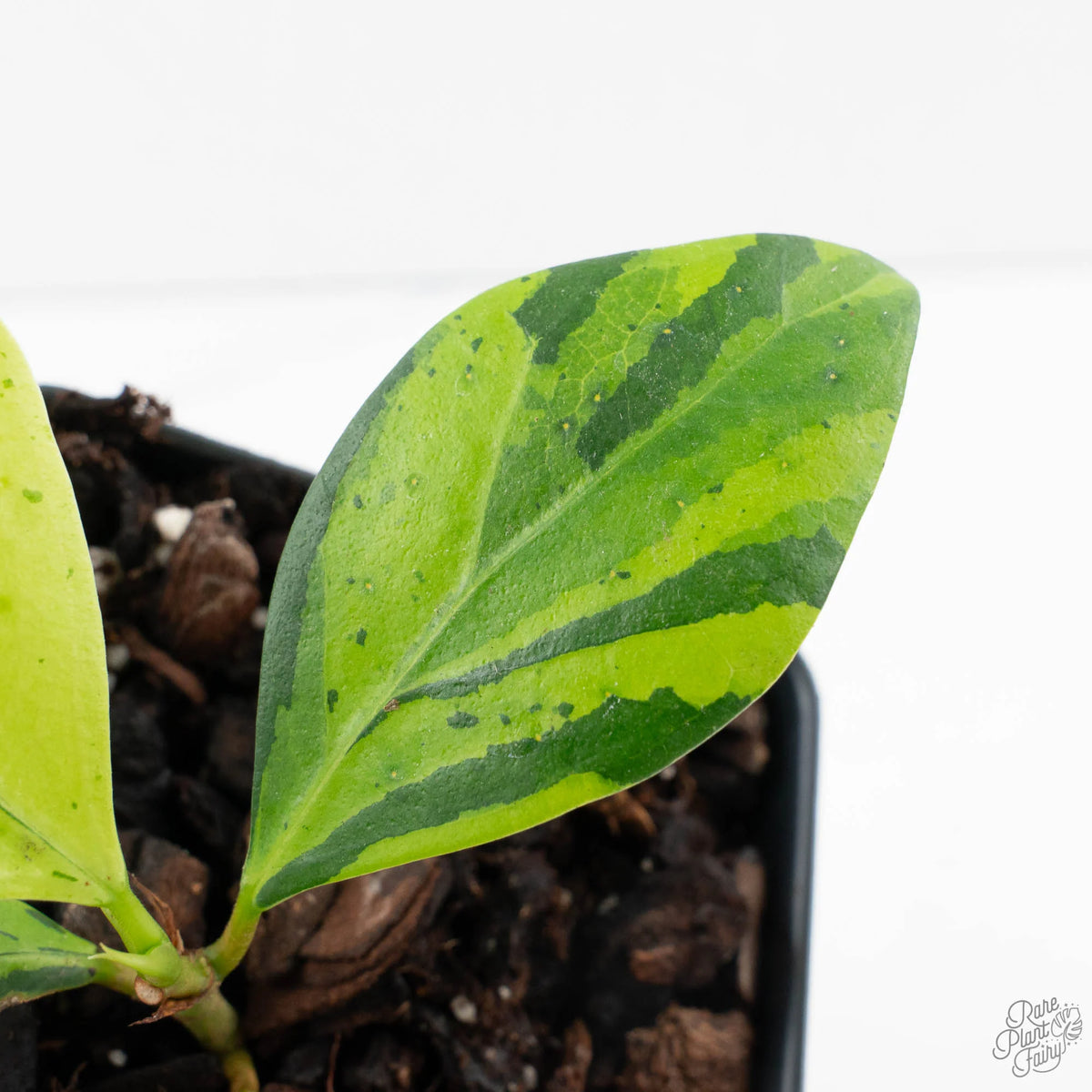 Ficus 'Electrolyte' Variegated Houseplant