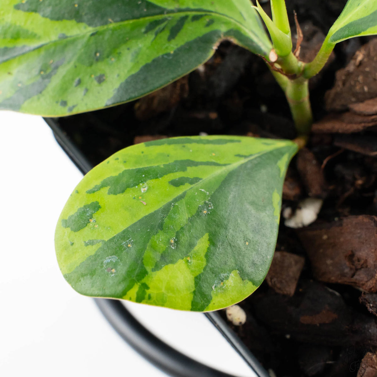 Ficus 'Electrolyte' Variegated Houseplant