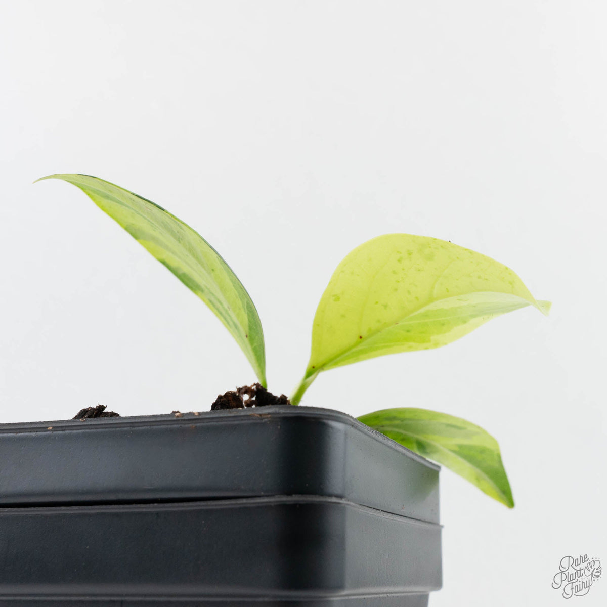 Ficus 'Electrolyte' Variegated Houseplant