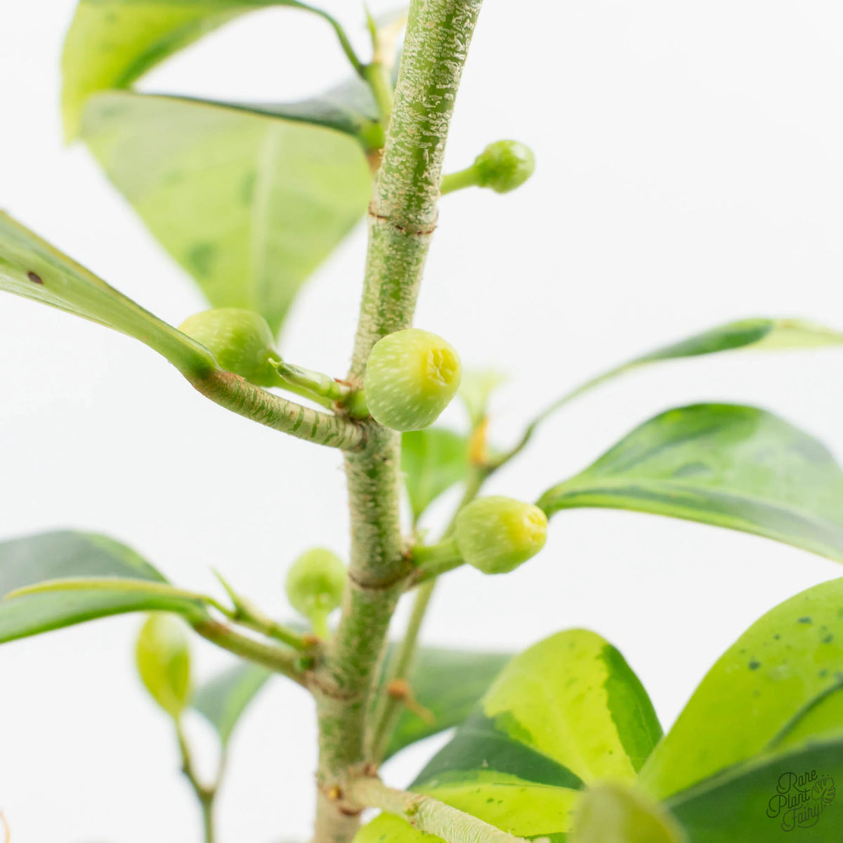 Ficus 'Electrolyte' Variegated Houseplant