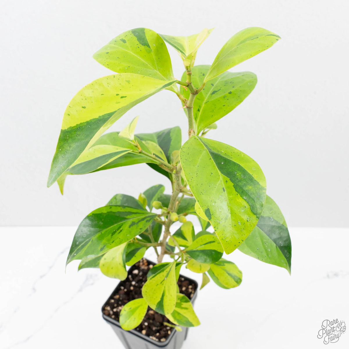 Ficus 'Electrolyte' Variegated Houseplant