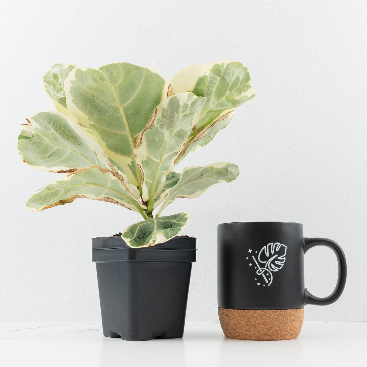 Ficus Lyrata Variegated – Variegated Fiddle Leaf Fig Live Plant