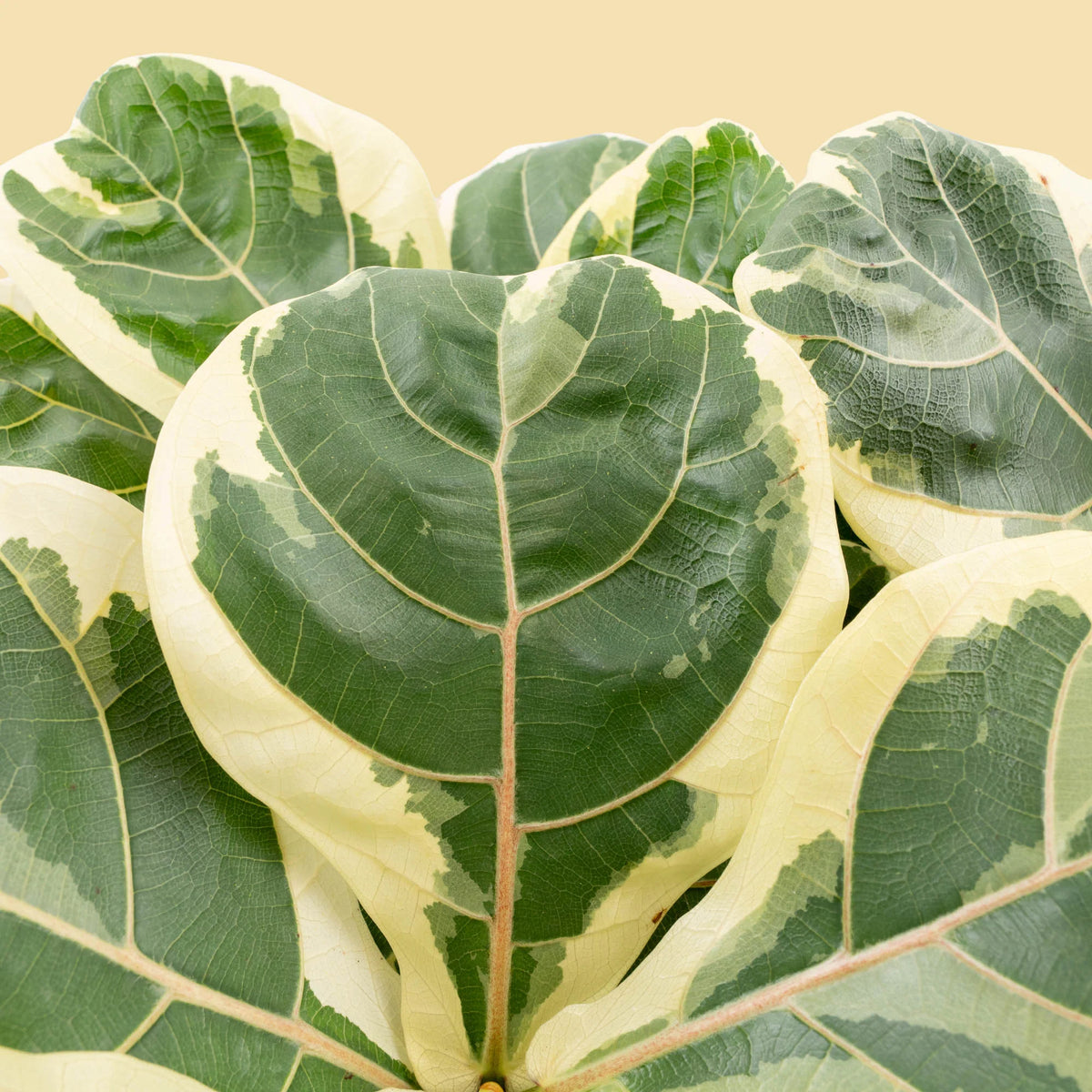 Ficus Lyrata Variegated – Variegated Fiddle Leaf Fig Live Plant