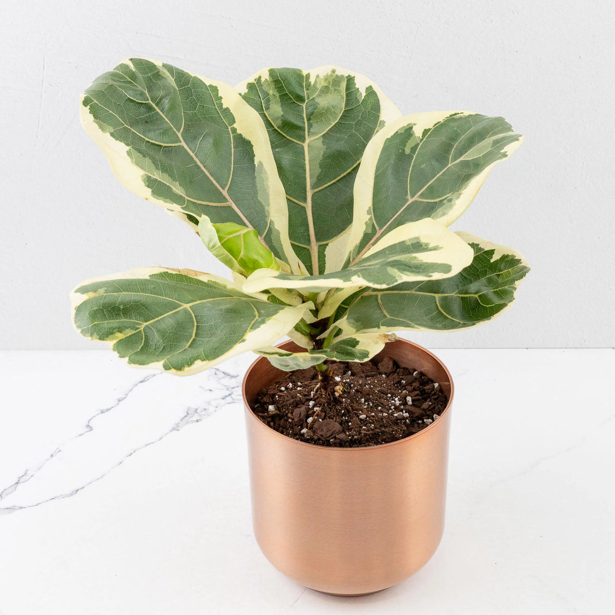 Ficus Lyrata Variegated – Variegated Fiddle Leaf Fig Live Plant