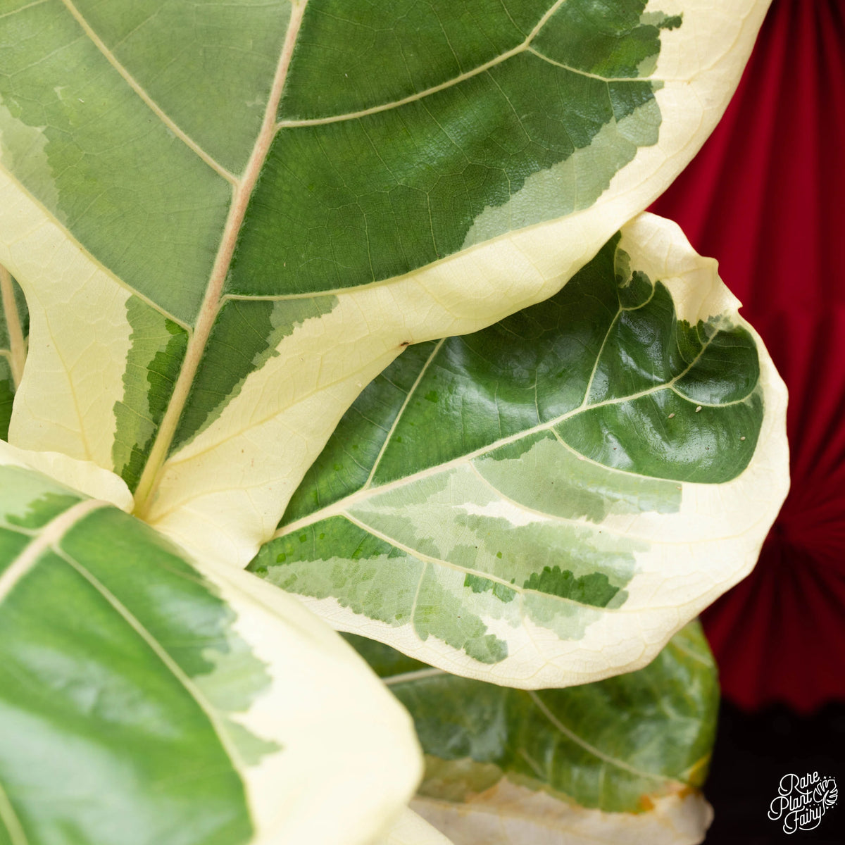 Ficus Lyrata Variegated – Variegated Fiddle Leaf Fig Live Plant