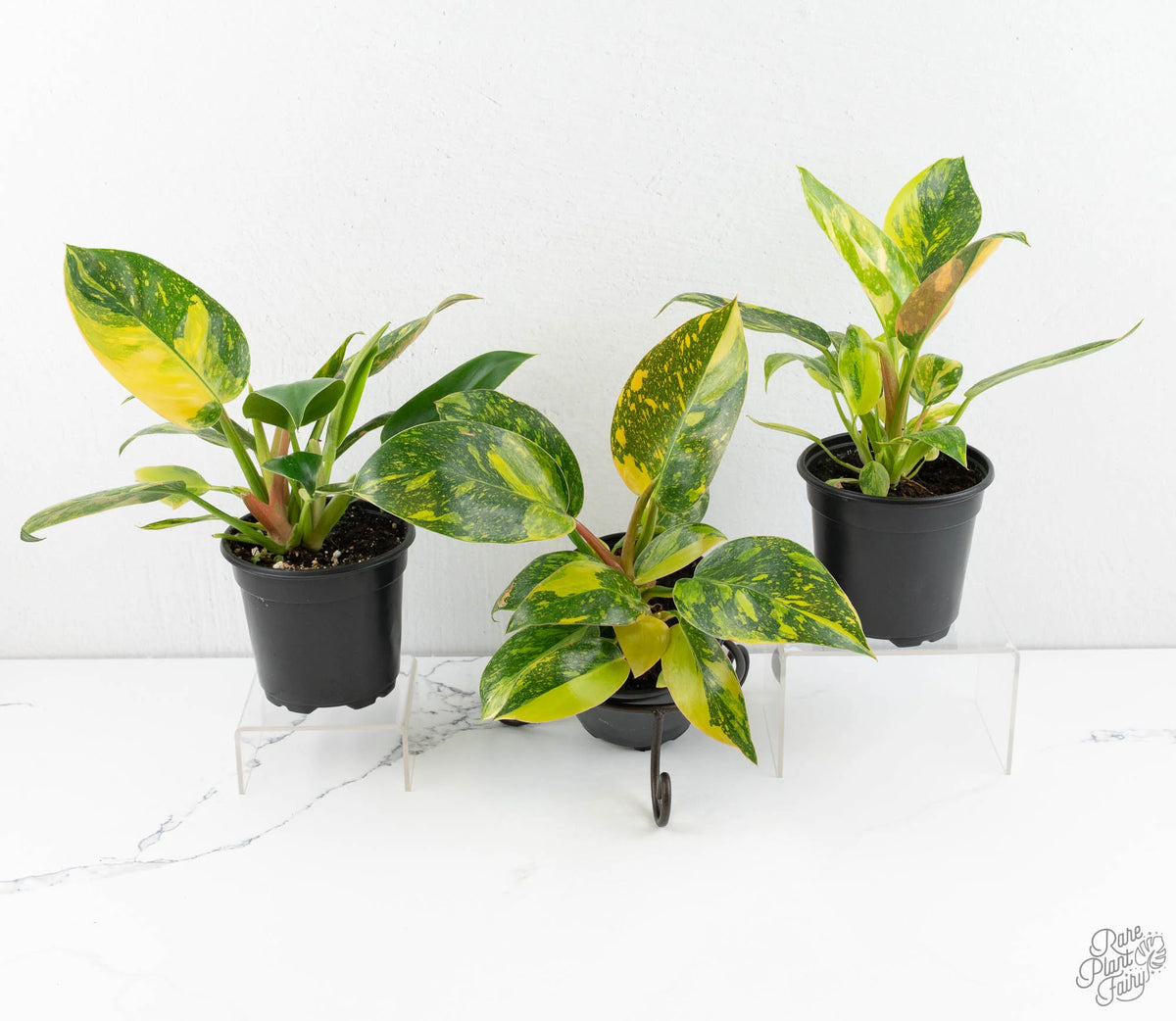 Green Congo Nuclear Variegated Philodendron