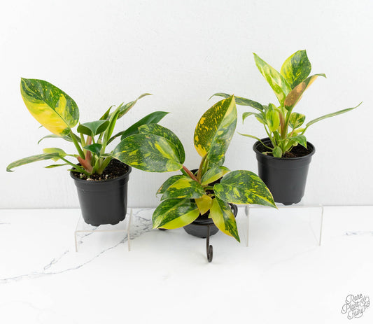 Green Congo Nuclear Variegated Philodendron