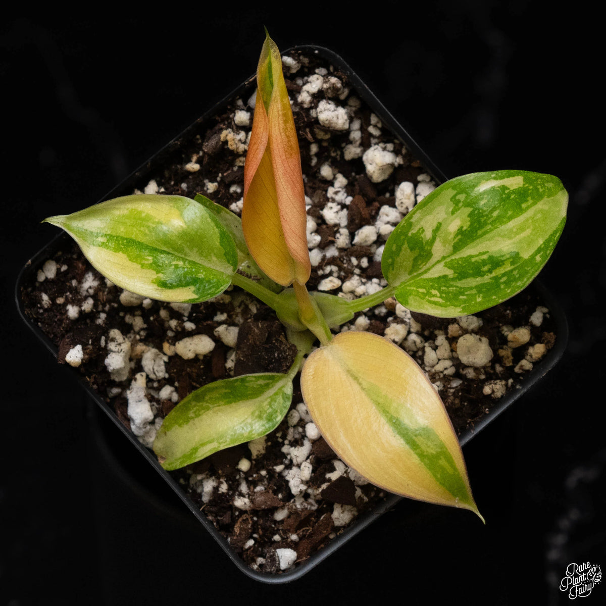 Green Congo Nuclear Variegated Philodendron