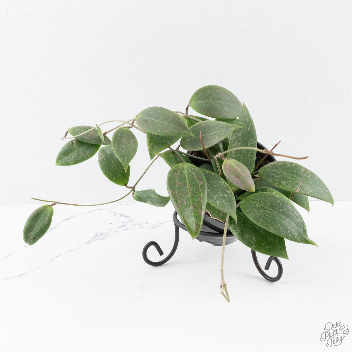 Hoya Wibergiae Pink Splash vine with speckled green leaves