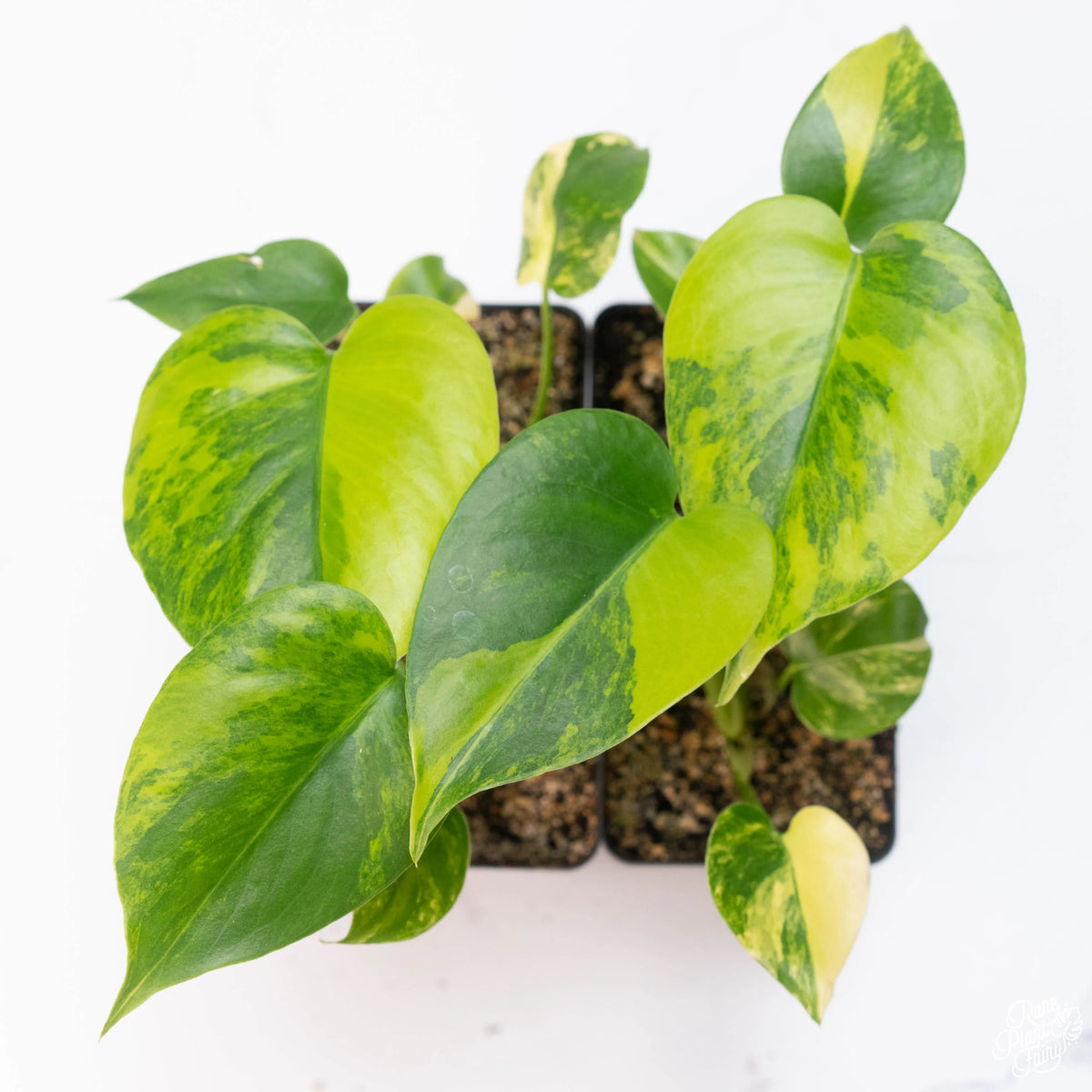 Large Form Monstera Deliciosa Aurea Variegated
