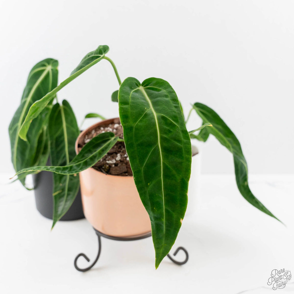 Queen Anthurium (Anthurium warocqueanum) Deep Green Velvet Foliage