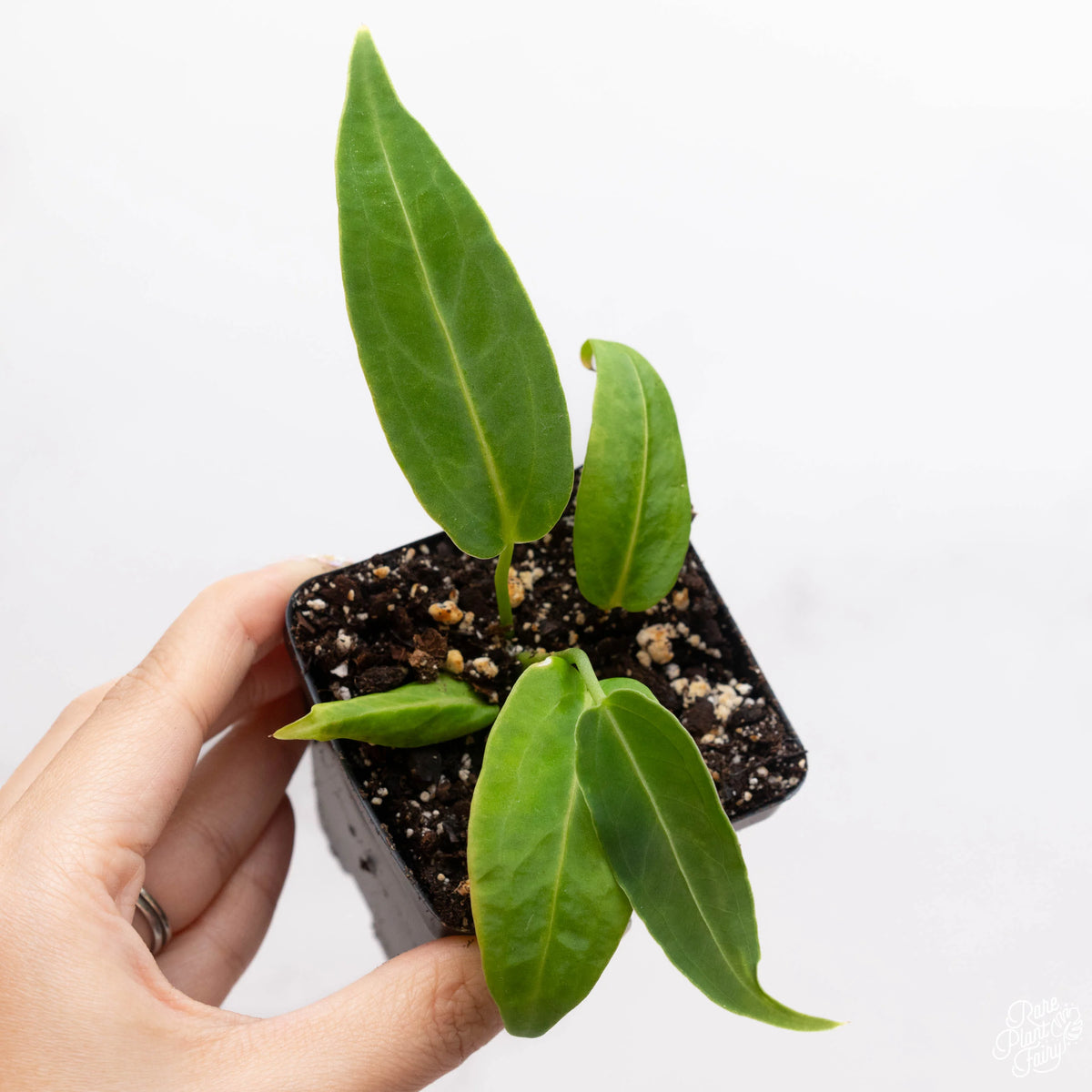 Anthurium Warocqueanum Queen plant with deep green velvet leaves