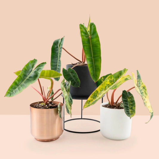 Variegated Philodendron Billietiae Aurea - Grower's Choice