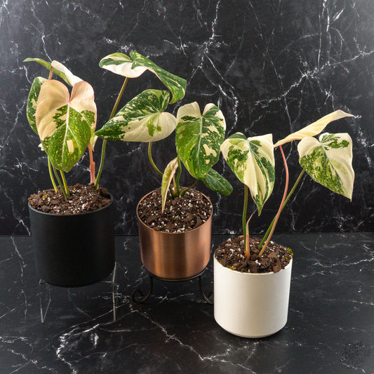 Variegated Philodendron Gloriosum Type 2
