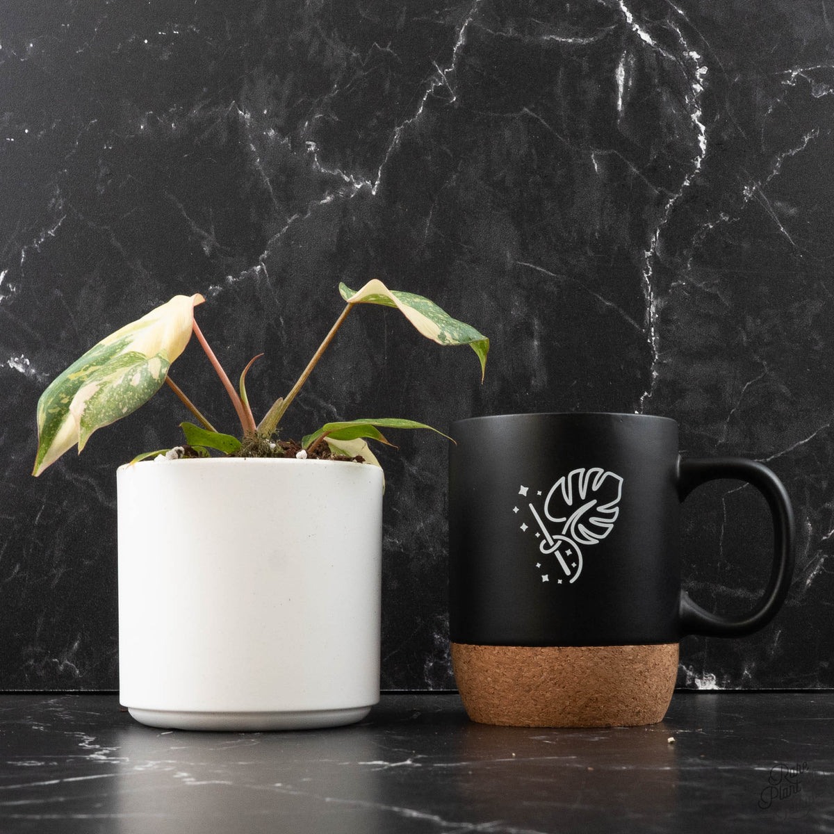 Variegated Philodendron Gloriosum Type 2
