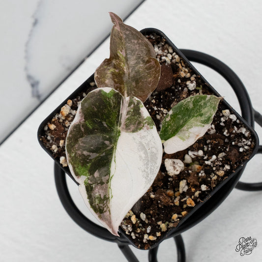 Alocasia 'Cuprea' Albo/Pink Variegated with metallic variegated leaves