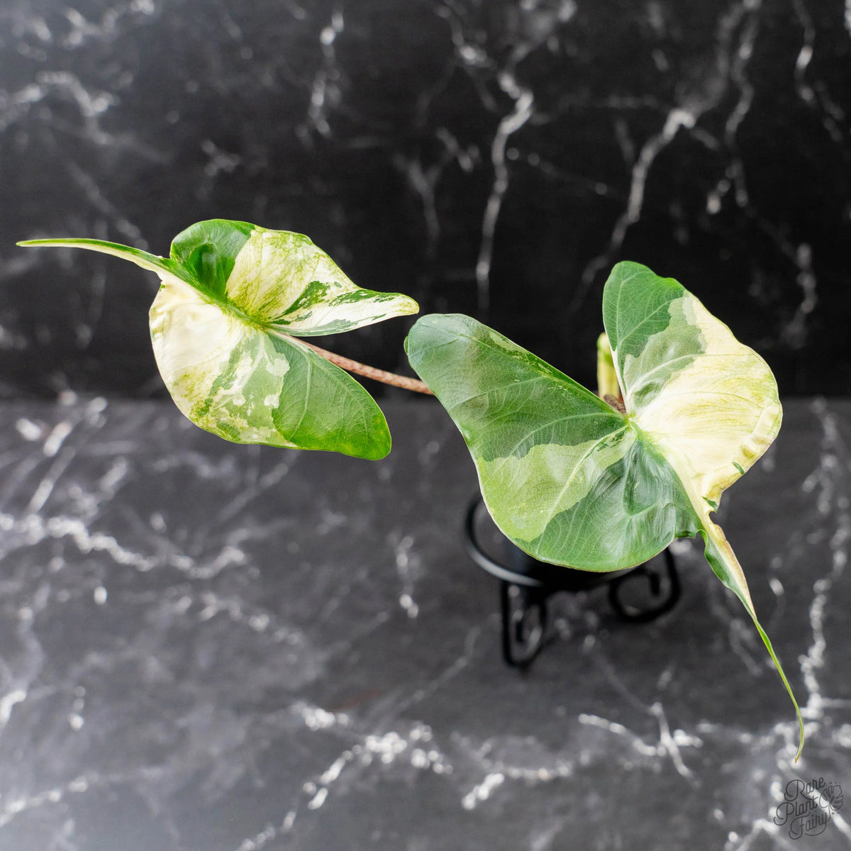 Alocasia Macrorrhiza Stingray with heavy albo variegation in a small pot