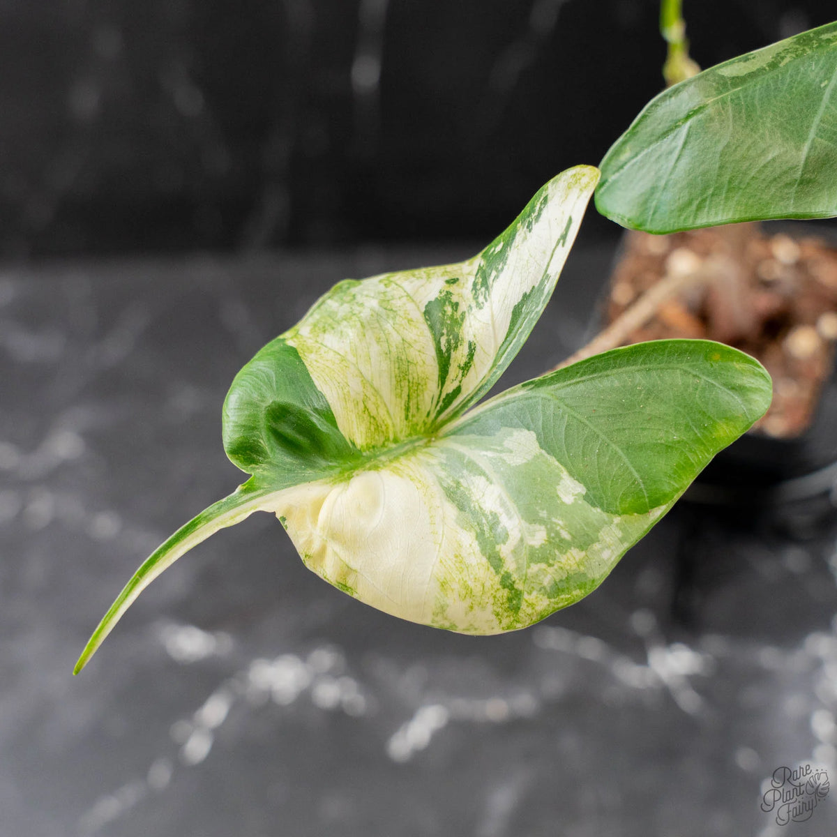 Alocasia Macrorrhiza 'Stingray' Albo Variegated Houseplant