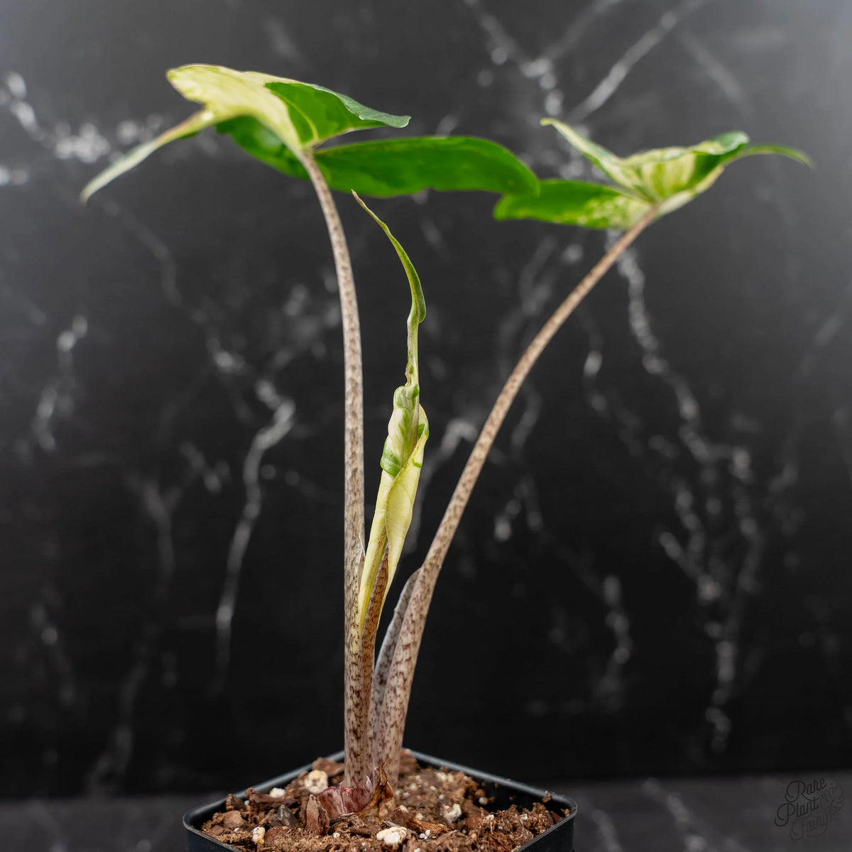Alocasia Macrorrhiza 'Stingray' Albo Variegated Houseplant