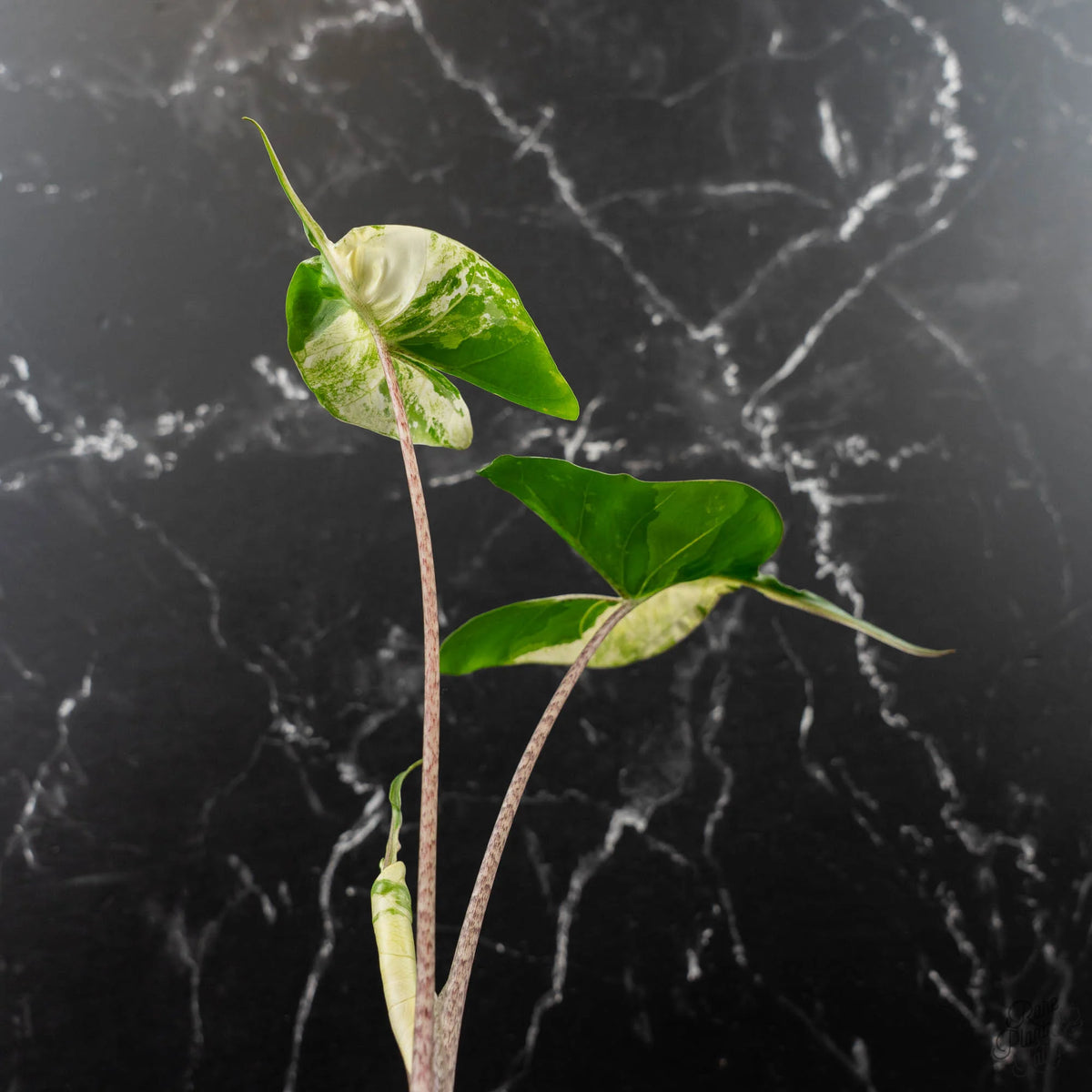 Alocasia Macrorrhiza 'Stingray' Albo Variegated Houseplant