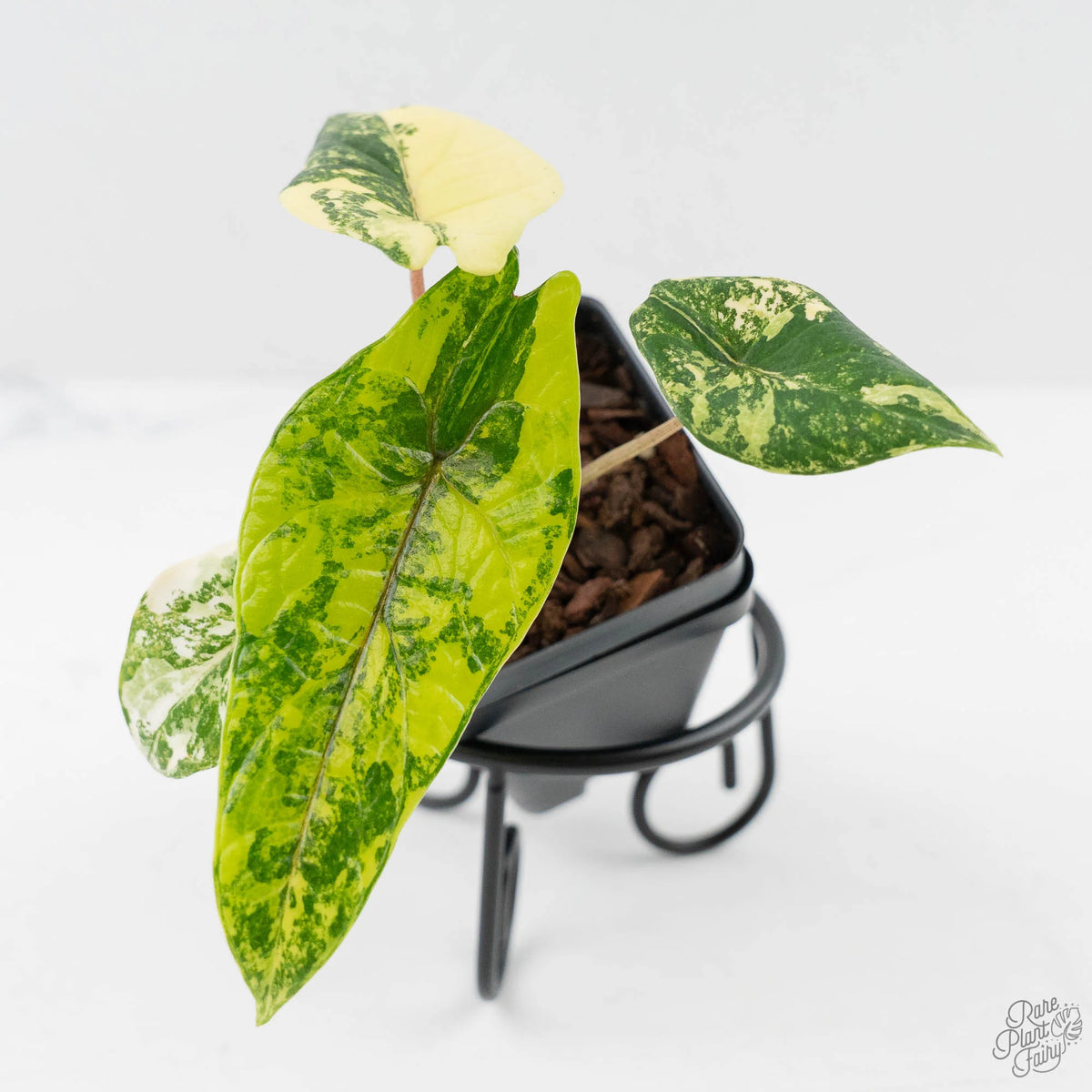 Variegated Alocasia Scalprum plant with green and yellow blade-shaped leaves in a small pot