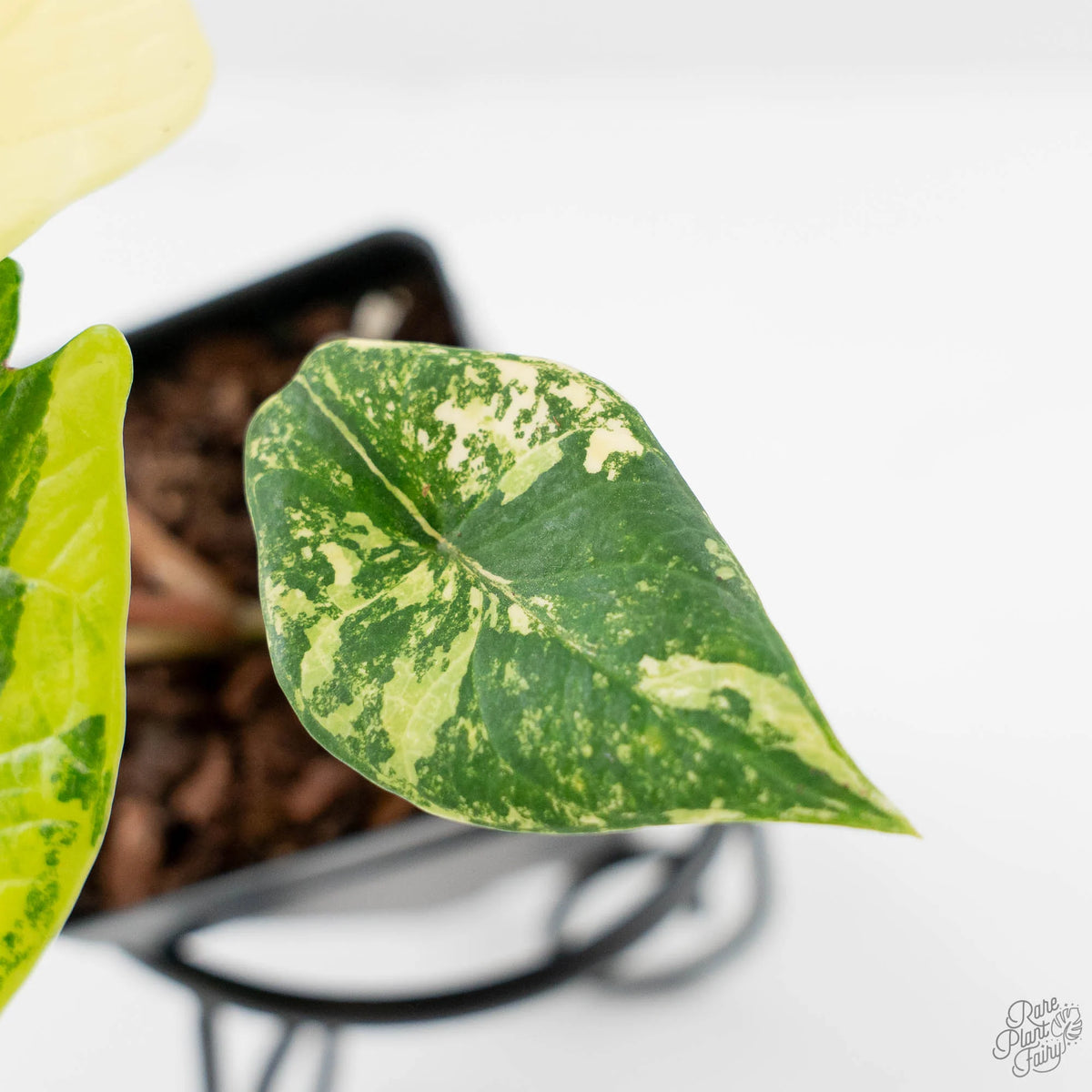 Alocasia 'Scalprum' Aurea Variegated Live Plant, Green and Yellow Foliage