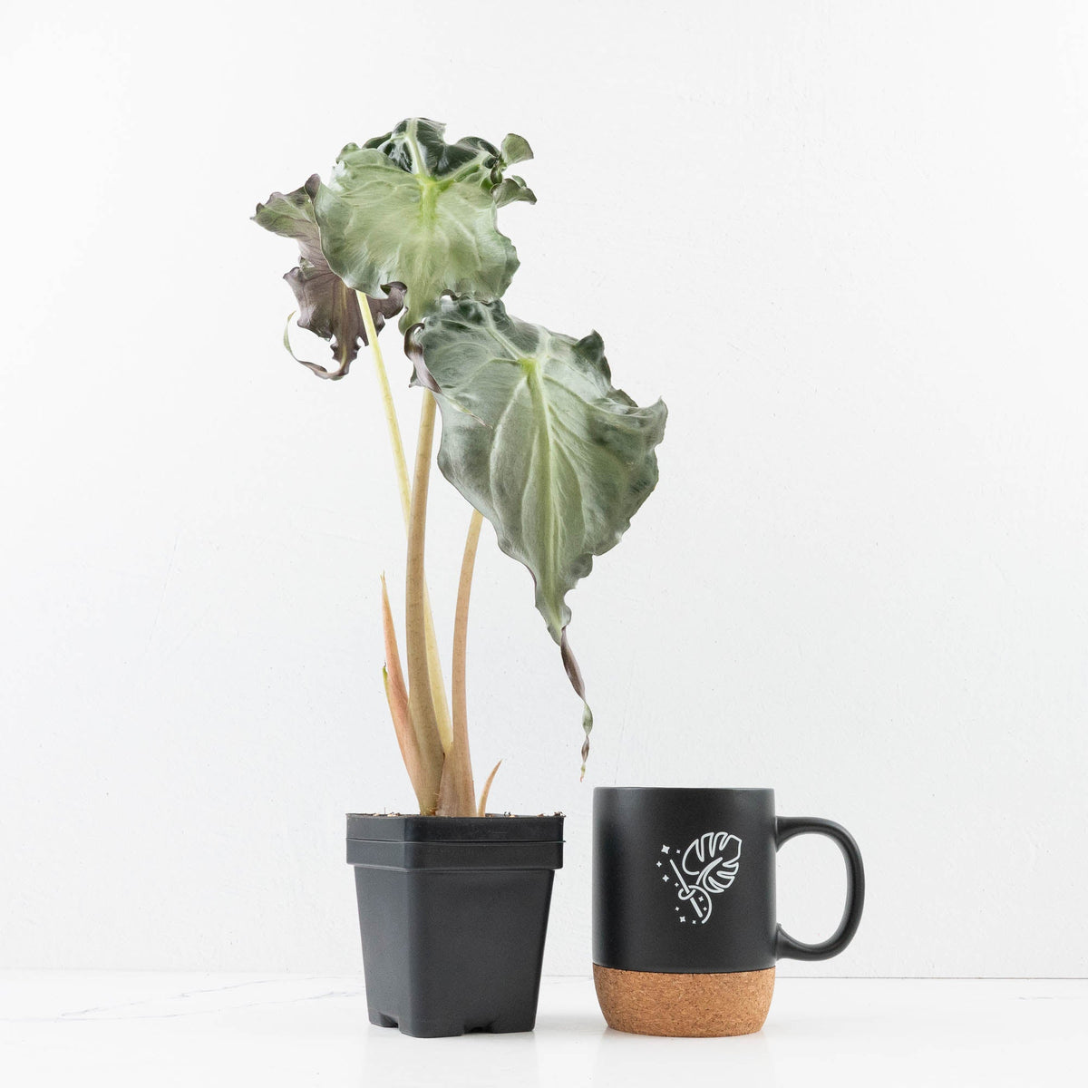 Alocasia 'Venom' Cultivated Rare Foliage Plant