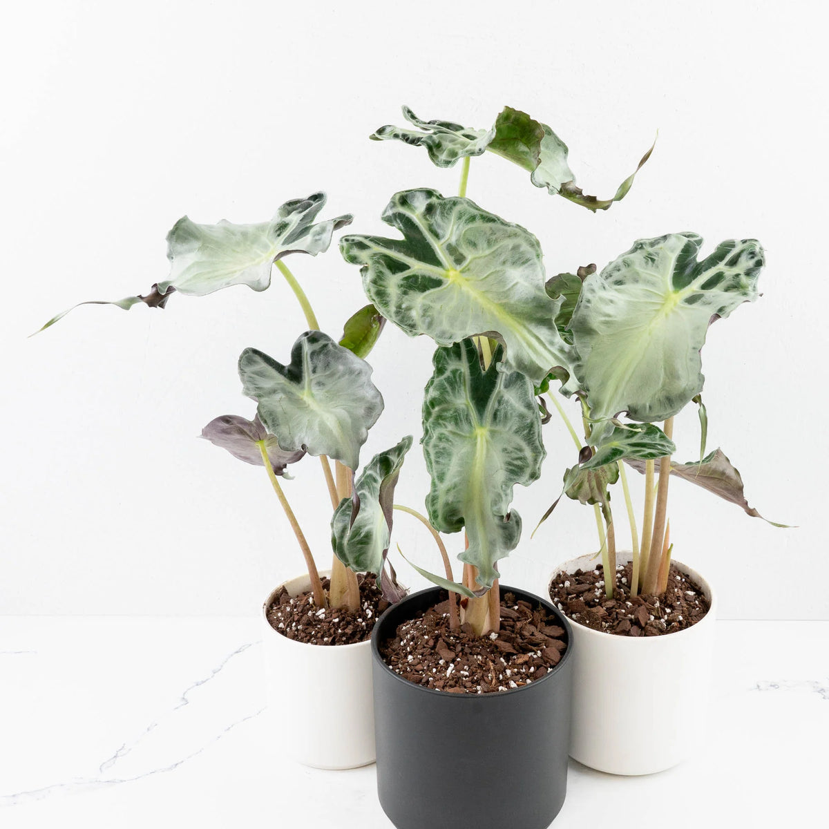 Alocasia 'Venom' Cultivated Rare Foliage Plant