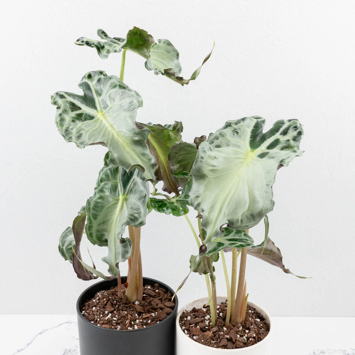 Alocasia 'Venom' Cultivated Rare Foliage Plant
