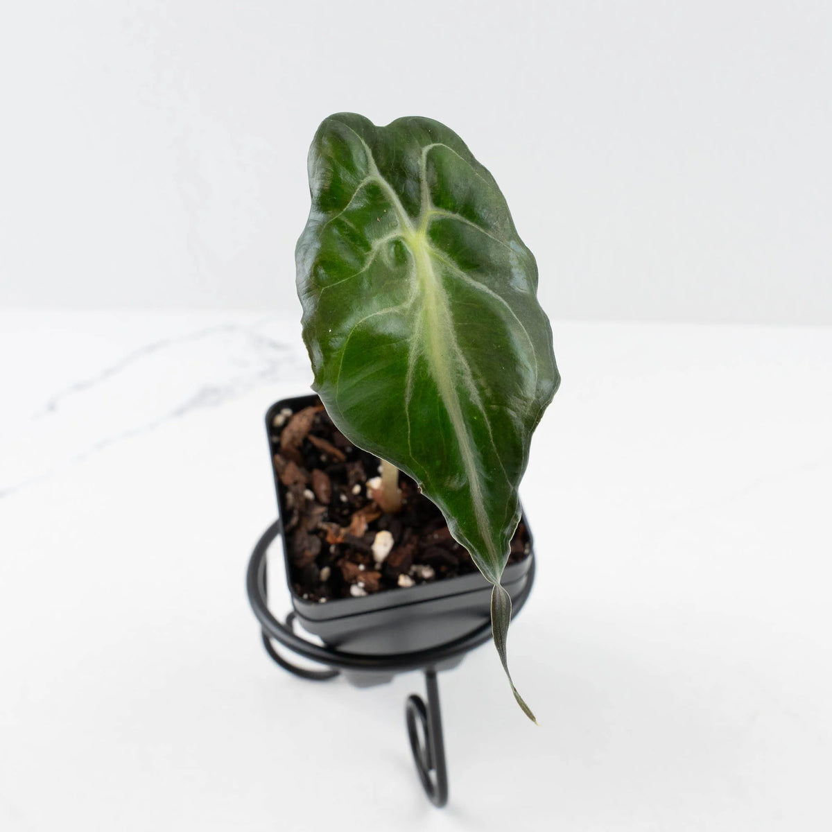 Alocasia 'Venom' plant with curled tail-like leaf tip in nursery pot