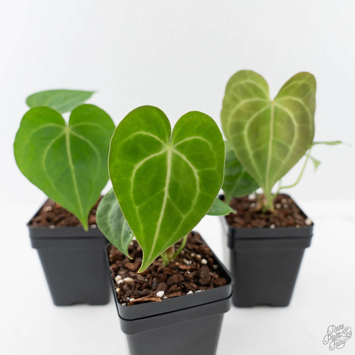 Anthurium 'Clarinervium' heart-shaped veined leaves
