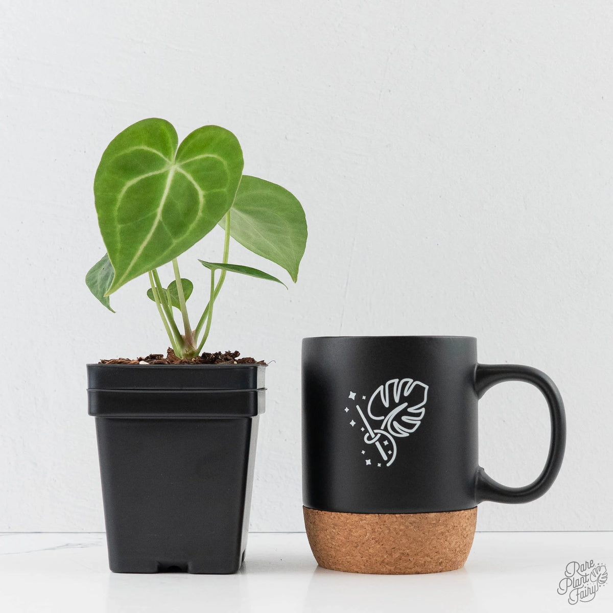 Anthurium 'Clarinervium' Heart-Shaped Houseplant